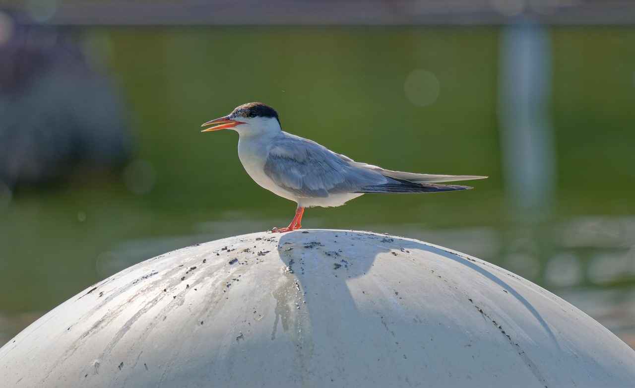 Yağlı Boya Tabloların En İyi Sergilendiği Mekanlar