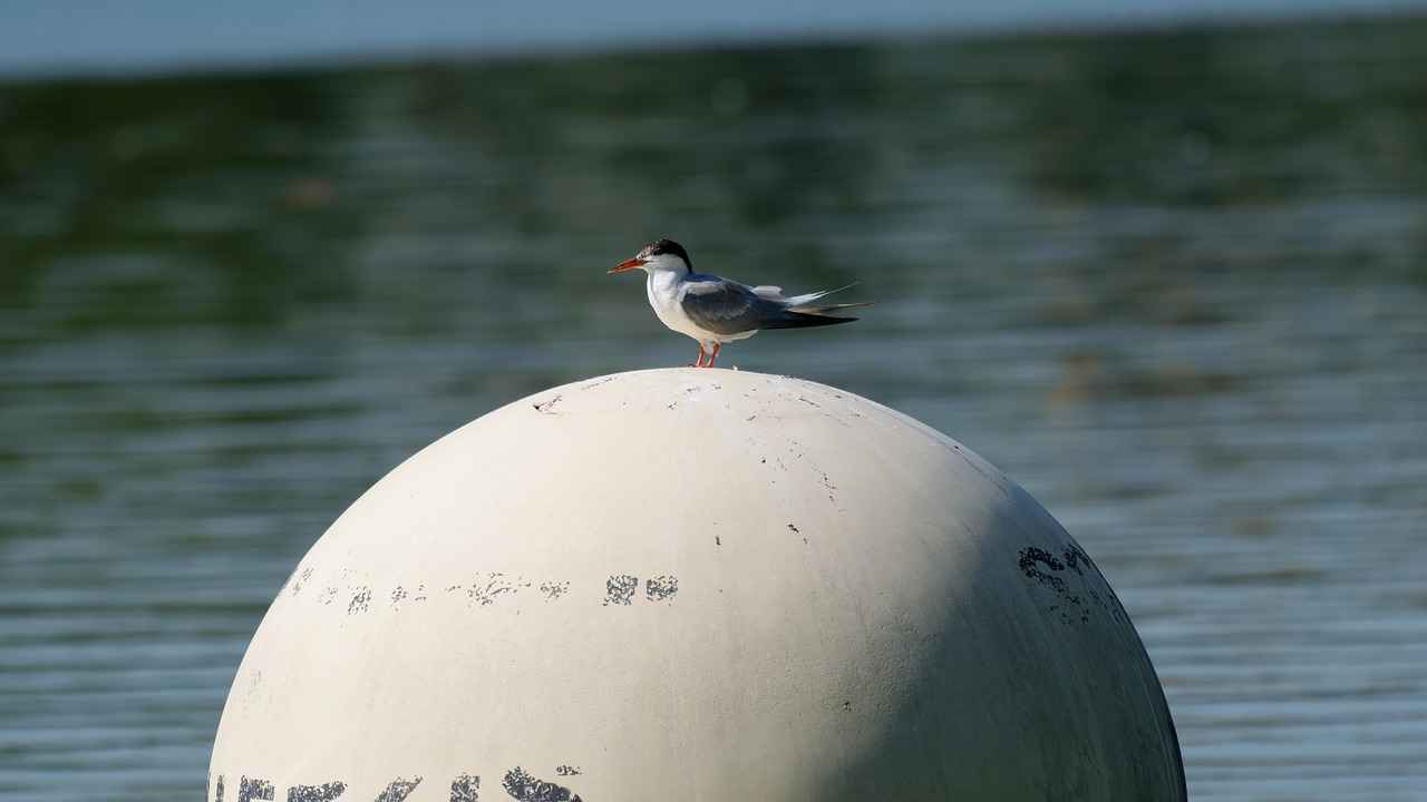 Yağlı boyama teknikleri: Başlangıç rehberi